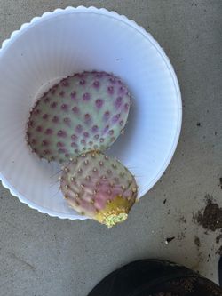 Santa Rita prickly pear leave
