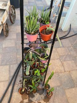 Cactus, Plants, Succulents