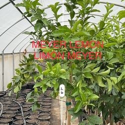 Meyer Lemon Citrus (cítricos)