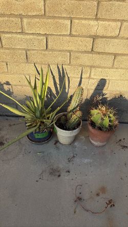 3 cactus plants