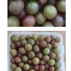 Muscadine Grap U-pick(organic)
