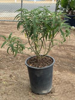 Mexican Salvia 5 Gal