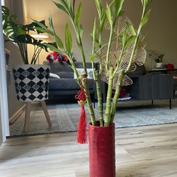 Lucky Bamboo . 28” Tall 