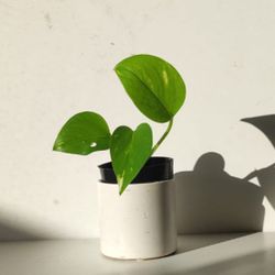 Lush High Variegation Money Plant Pothos/ House Plant/ Indoor Plant Flower Patio Garden 