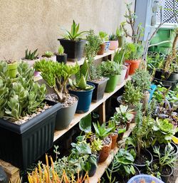 Discount fresh herbs plumeria organic flower pots succulents crown of thorns $5