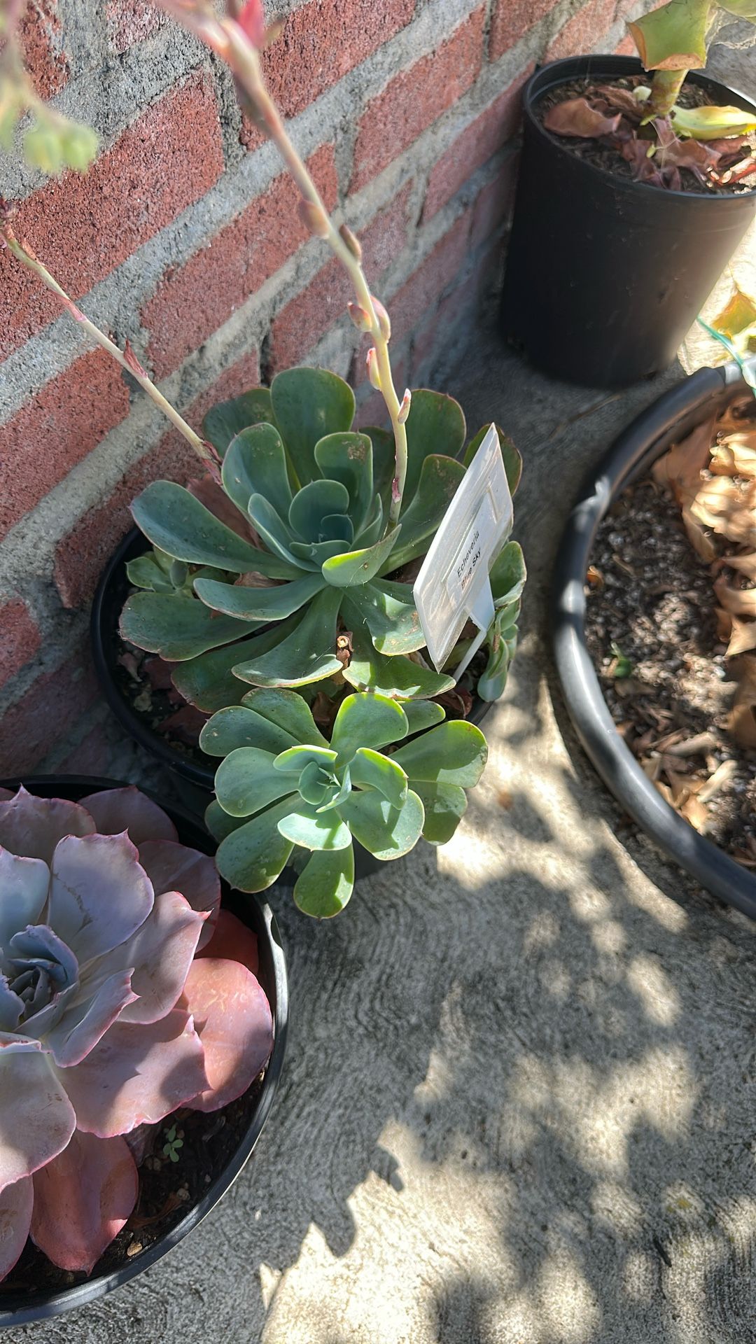 succulents