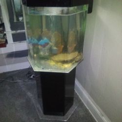 Fish Tank 