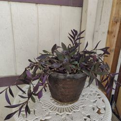 💜 Purple Heart. Outdoor Plant / $15 / Corazon Purpura / NELLIS BLVD & CHEYENNE AVE 