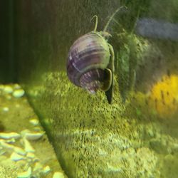 Mystery Snails