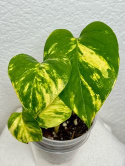 Jessenia Pothos Starter Plant - $10