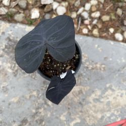 Black Elephant Ear