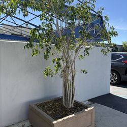 💥 💥 FAST SALE ~ FICUS TREE WITH PLANTER FOR COMMERCIAL OR HOME ~ 6 AVAILABLE 💥💥