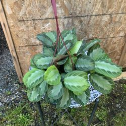 Indoor Plant 
