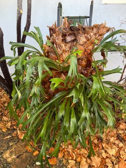 Staghorn Ferns (2)