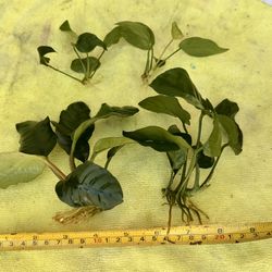Anubia Live Aquarium Plant Cuttings