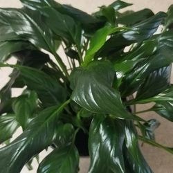 Peace Lily / Spathiphyllum