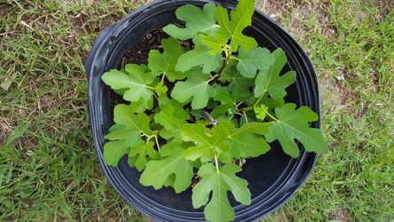 Fig tree plant