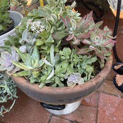 Clay Pot With Beautiful Succulents For Your Garden