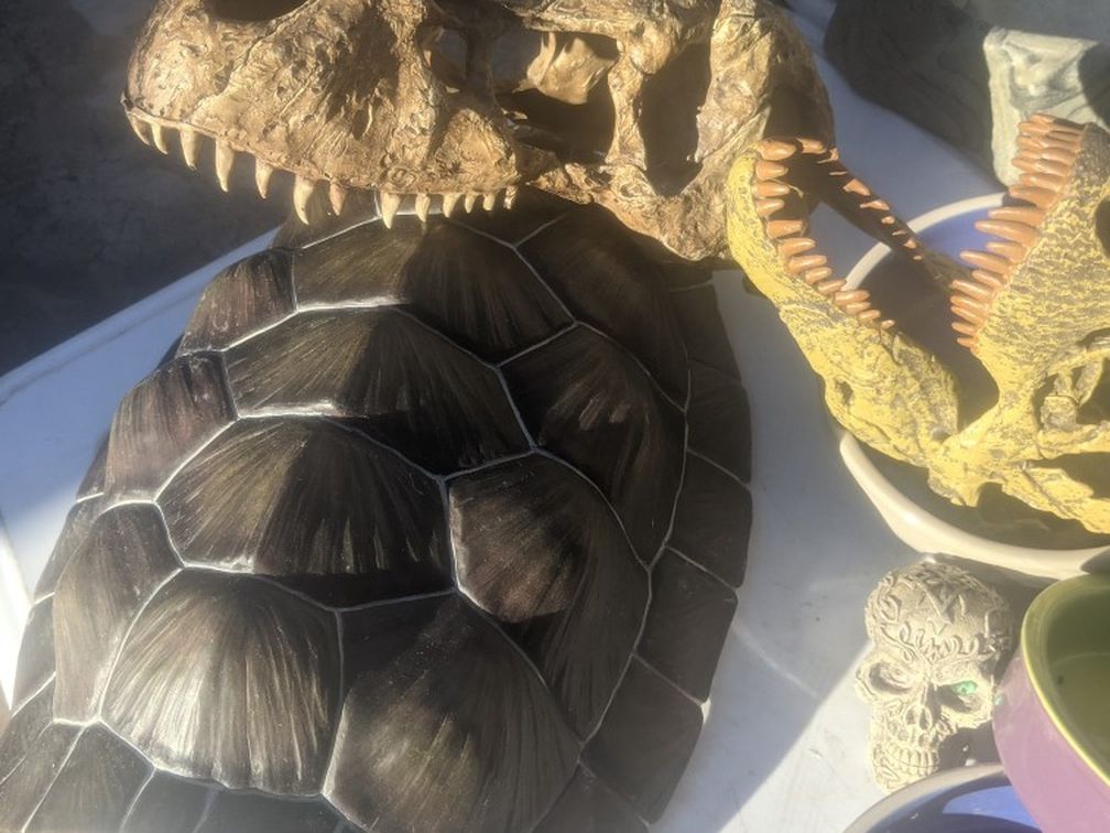 Reptile Supplies And More