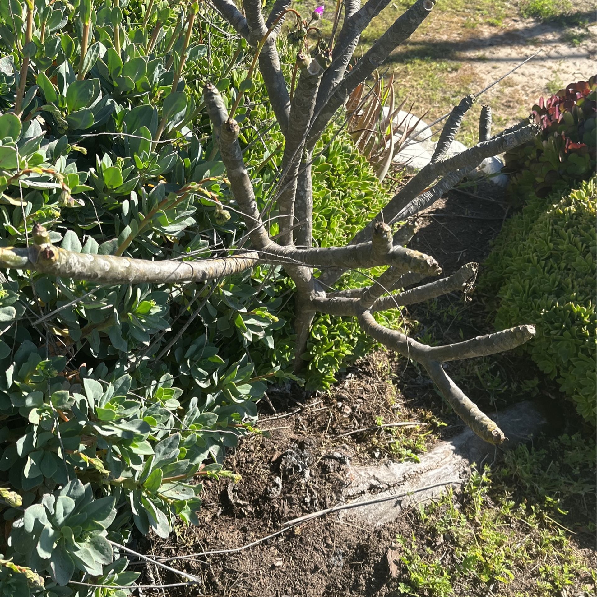 Plumeria Plant In The Ground Whole Plant From $35, , Cuttings From 10.00