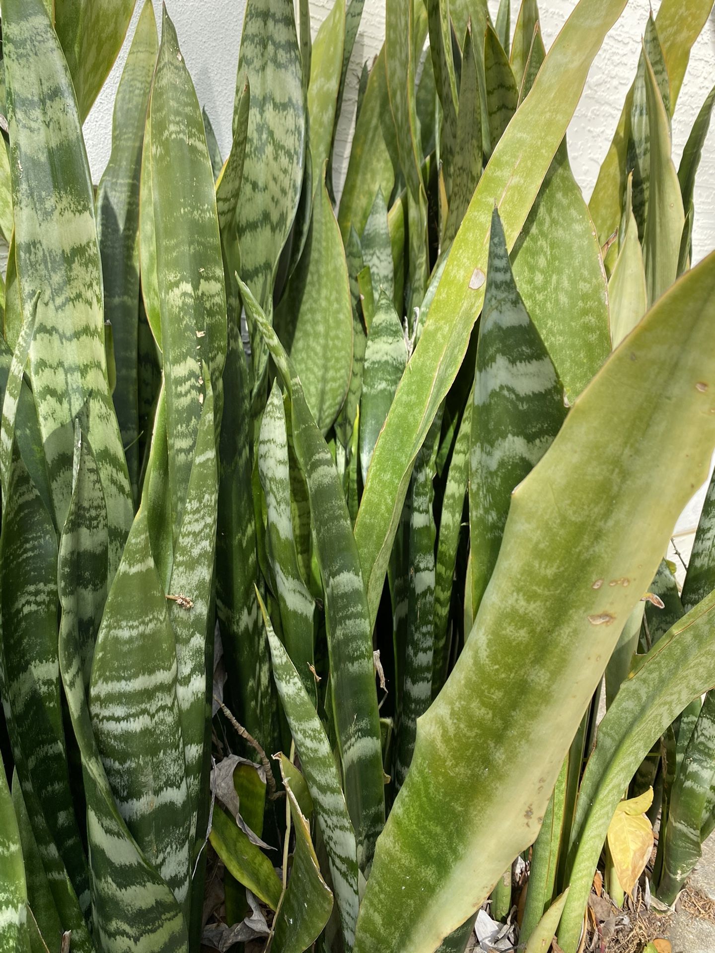 Sansevieria Zeylanica , Snake plant