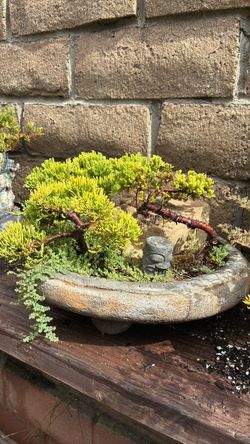 Juniper forest Bonsai in Stone Pot