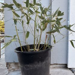 Bamboo Plant