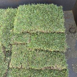 St Augustine Sod