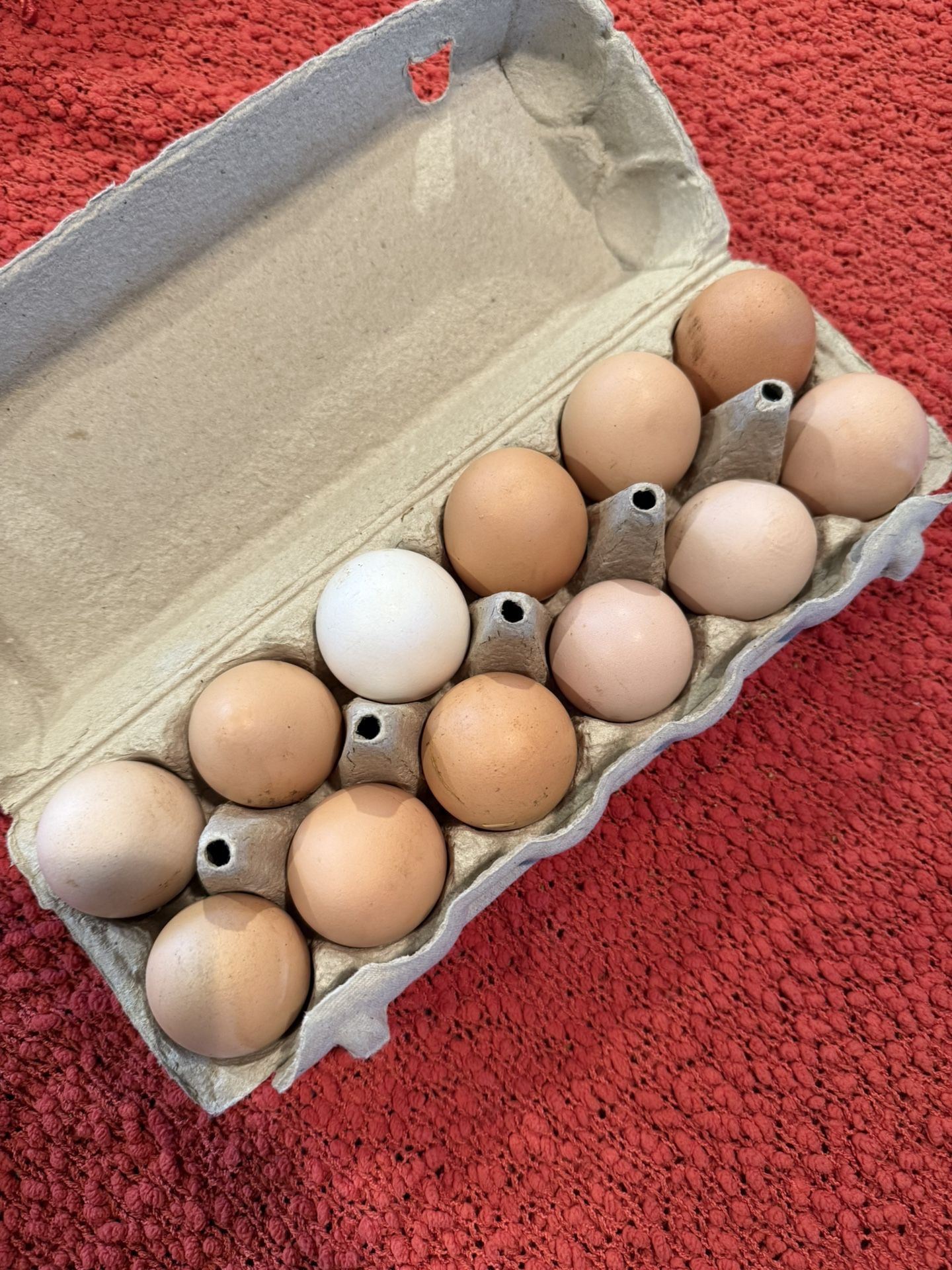 Free Range Filled Egg Cartons