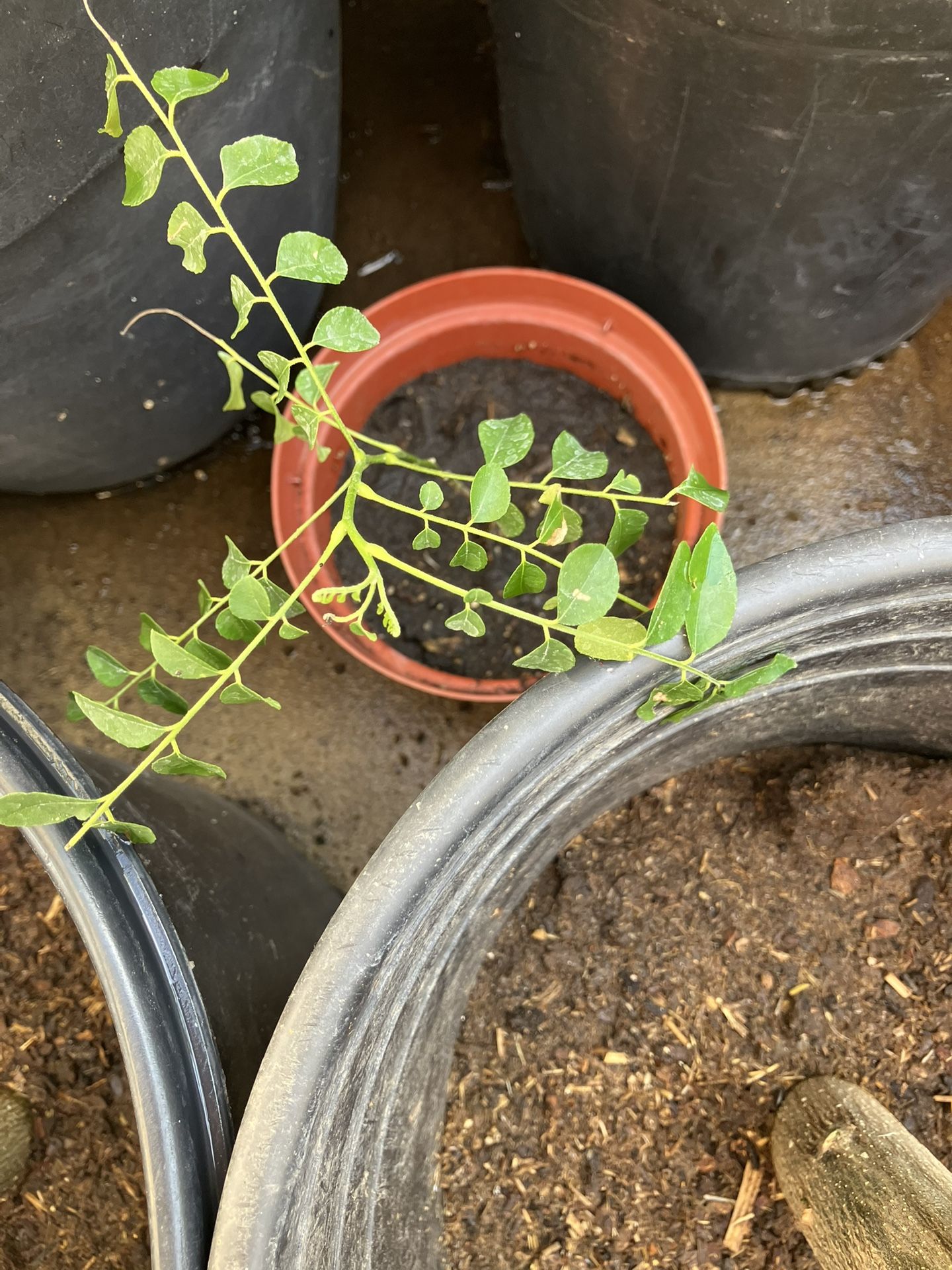 Curry Plant