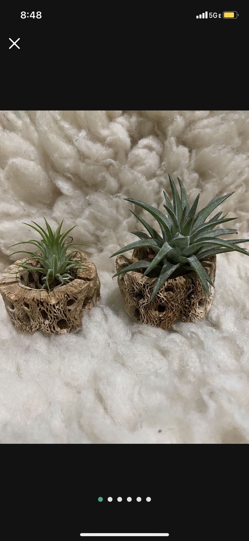 Real cholla wood air plant succulent holder hanger display
