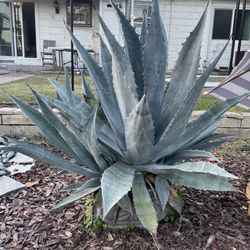 Potted Agave Plants