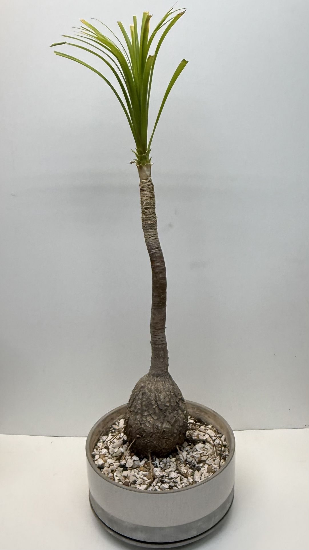 Ponytail Palm Bonsai