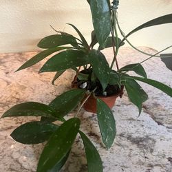 Hoya Publicalyx Splash