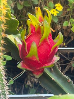 dragonfruit plant