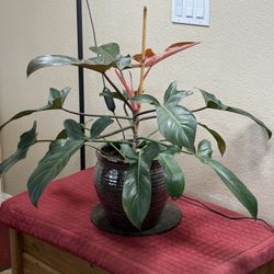 Live Large Florida bronze Philodendron Plant With Ceramic Pot (Please Read Full Description)