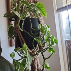 Macrame Plant Hanger