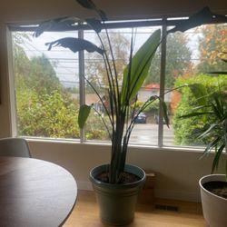 Bird Of Paradise Plant