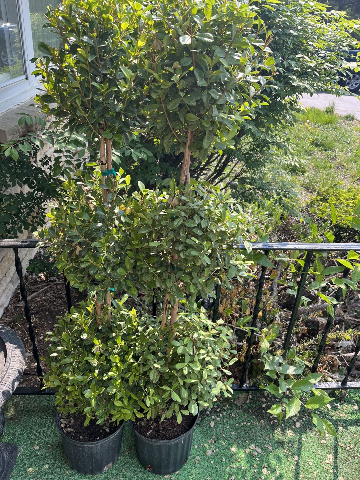 set of two topiary trees