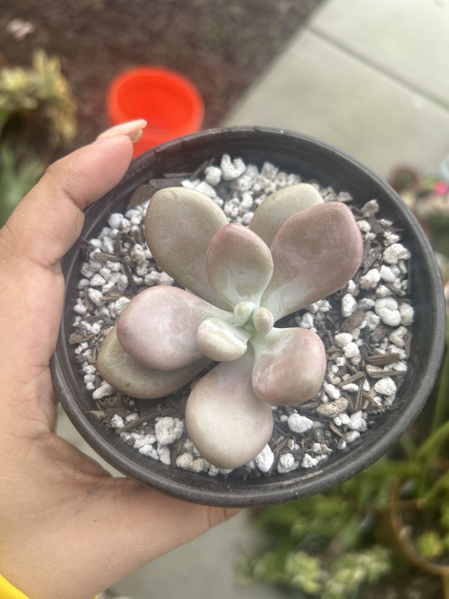 Grapto Moonstone