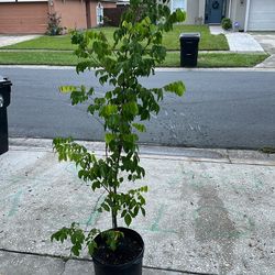 Grafted Kari Starfuit