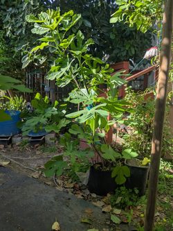 Fig Trees