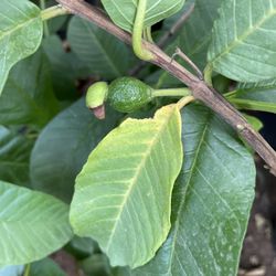 Asian Guava