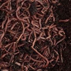 Red Wiggled Worms for Vermicomposting And Gardening