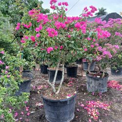 Beautiful Bougainvillea Tree $350🩷pink