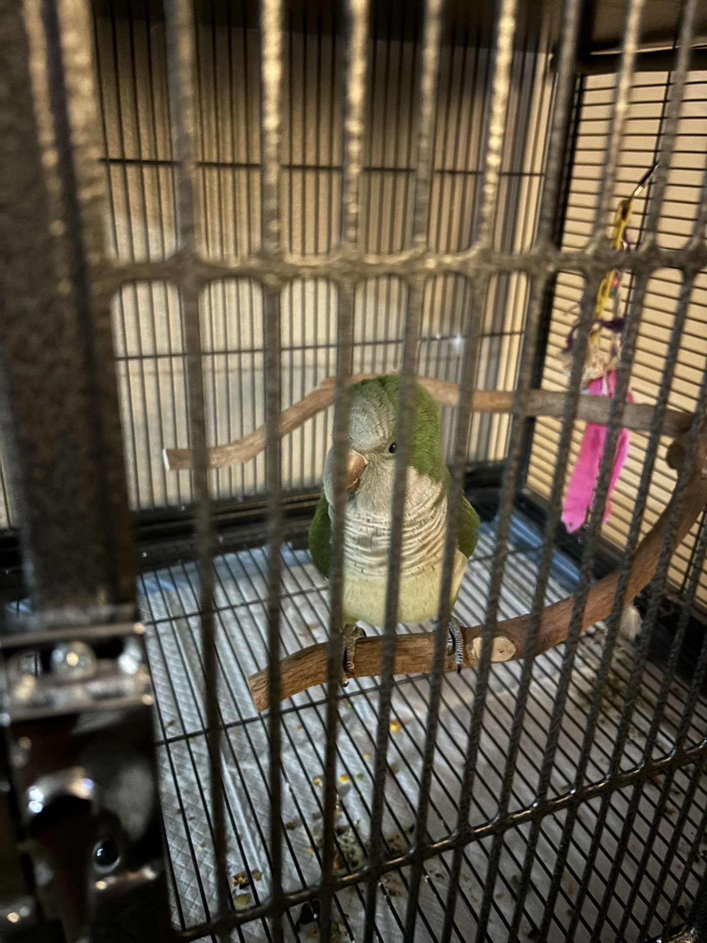 Large Cage, 2 Quaker Parrots