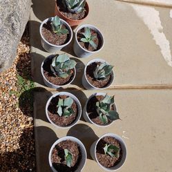 Cactuses. Round