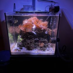 Red Sea Max E 170 Glass Aquarium Plus Live Stock