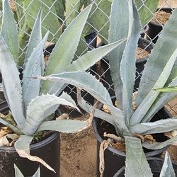Agaves 