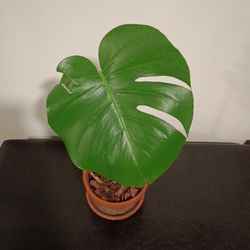 Monstera Deliciosa Clipping